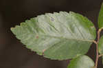 Planertree <BR>Water elm